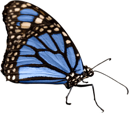 76b65415-butterfly_1.png